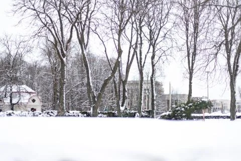 Winter tall trees without leaves under the snow Stock Photos