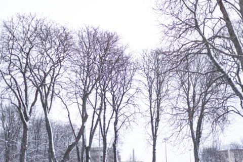 Winter tall trees without leaves under the snow Stock Photos