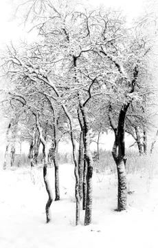 Winter in Texas Stock Photos