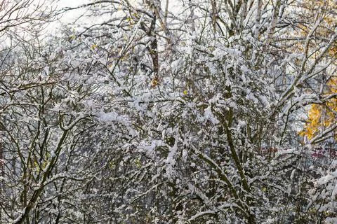 Winter texture. Trees covered with snow after heavy rainfall. Autumn colors.. Stock Photos