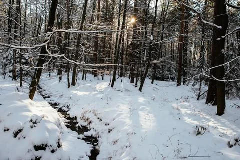 Winter theme, forest in the snow 写真素材