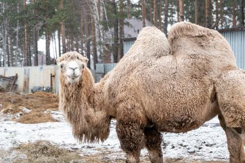 In winter, there is a two-humped camel Stock Photos