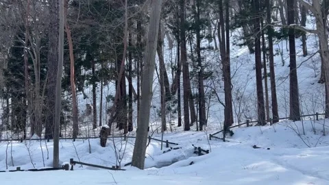 Winter Thick Snow Bare Trees Hill Hokkaido Japan 스톡 동영상 347754992