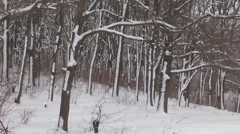 Winter thicket Stock Footage 47308473