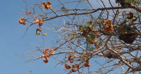Winter Thorn tree branches with pods moving in savannah Stock Footage 314783232
