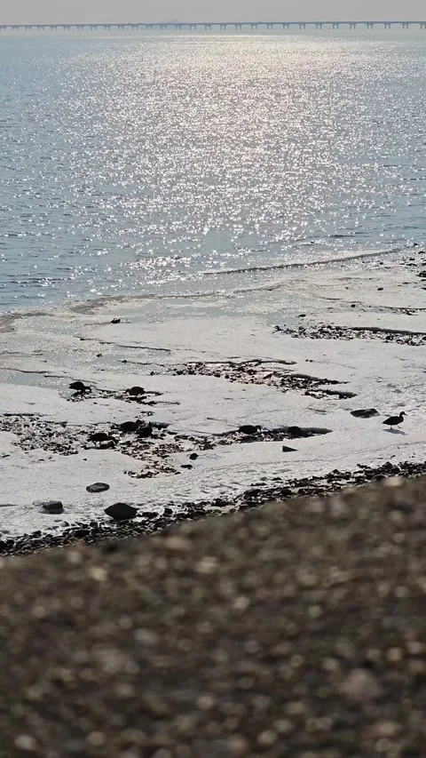 Winter Tidal Flats with Sparkling Ocean Sunlight and Distant Sea Bridge, 4K Vídeos de archivo 330165369