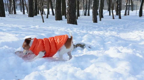 Winter timber digging dog Vídeo Stock 59567835