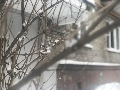 Winter time branch under snow Stock Photos
