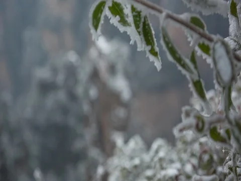 Winter time chinese mountain park zhangjiajie hd snowy leafs china Stock Footage 82443789