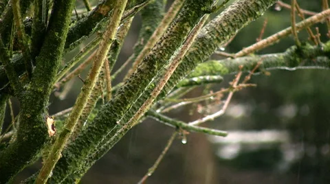 Winter time Stock-Footage 7061010