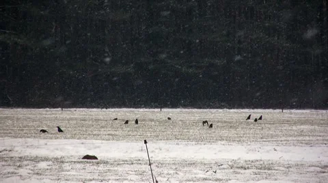 Winter time Video stock 7732663