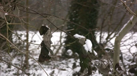 Winter time Stock-Footage 7738820