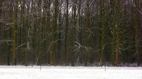 Winter time Stock-Footage 7739247