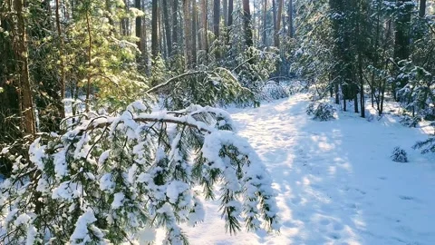Winter time in the forest Stock Footage 232629248