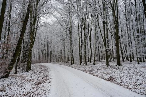 Winter time in the forest. Trees with snow. Nature - landscape. Stock-Fotos