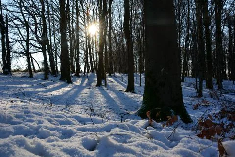 Winter time with many deep snow at sunrise in a forest Stock Photos