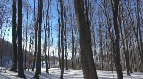 Winter time over forest pan left wood tree sun ray silhouette snow white xmas Stock Footage 18940664