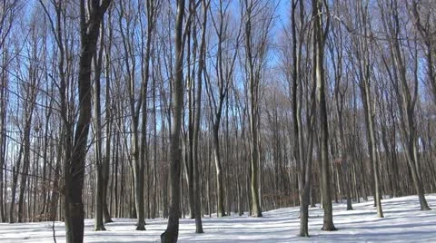 Winter time over forest, pan Stock Footage 19624536