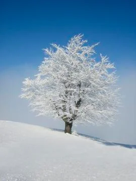 Winter time Stock Photos