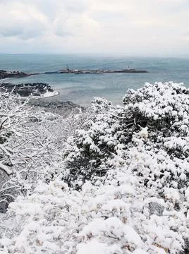 Winter time with snow trees and sea. Snowy cold landscape Stock Photos