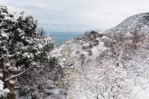 Winter time with snow trees and sea at background. Snowy cold landscape Stock Photos