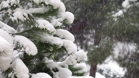 Winter time, snowing scene. Stock Footage 72408645