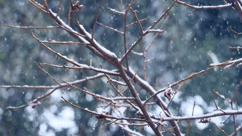 Winter time: snowing on the tree, blizzard,snowing Stock-Footage 86089497