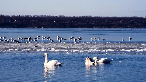 Winter time, three white swans floating the river.Sea-gulls standing on frozen Stock Footage 168886396