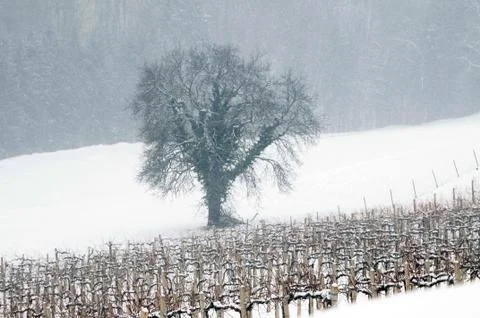 Winter time in the vineyard Stock Photos