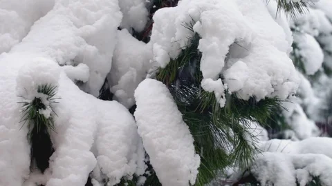 Winter time, wide snowing view with pine trees. Stock Footage 72408013
