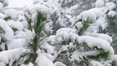 Winter time, wide snowing view with pine trees. Stock Footage 72408540