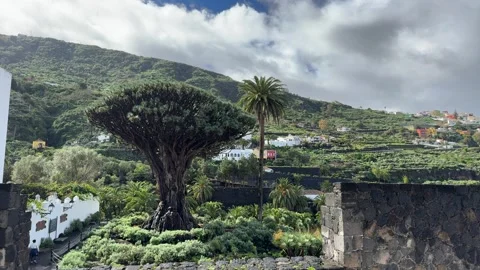 Winter Timelapse of Drago Milenario with Clouds in Icod de los Vinos Tenerife Stock Footage 328658113
