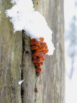 Winter Tiny Mushrooms Tree Closeup 3 스톡 사진