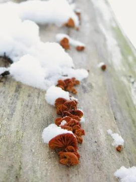 Winter Tiny Mushrooms Tree Closeup 2 스톡 사진