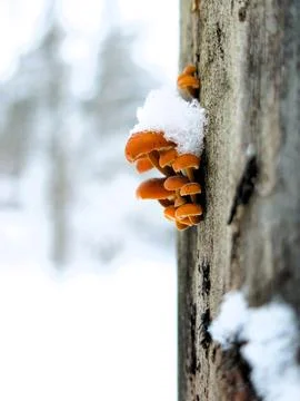 Winter Tiny Mushrooms Tree Closeup Stock Photos