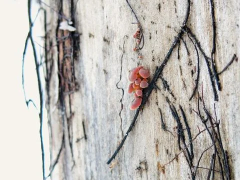 Winter Tiny Mushrooms Tree Closeup 4 Stock Photos