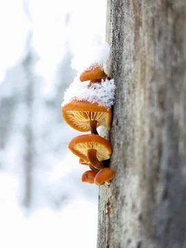 Winter Tiny Mushrooms on Tree Closeup 6 Stock Photos