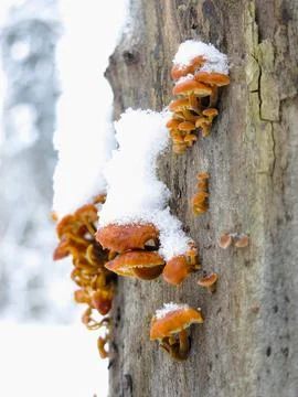 Winter Tiny Mushrooms Tree Closeup 5 Stock Photos