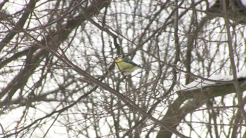 Winter, tit 库存影片 127131376