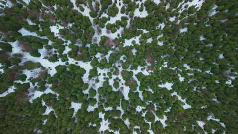 Winter top down aerial view of snow covered pine forest in Austrian Alps Stock Footage 346612589