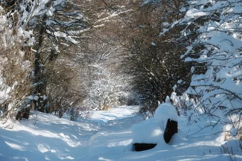 Winter trail and bench surrounded by snow-covered trees in the park Stock Photos