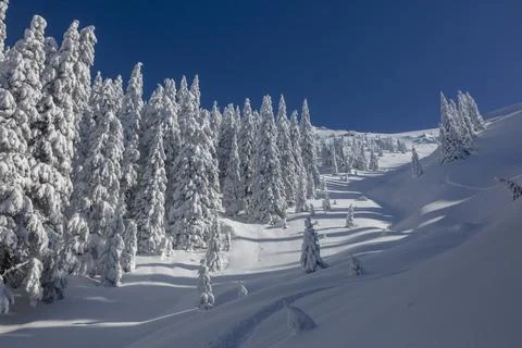 A winter trail between the snow-covered spruce in a backcountry alpine moun.. Stock Photos