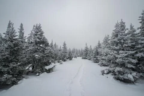 Winter trail passing through snow covered fir trees Stock Photos