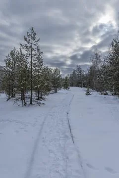 Winter trail path through snow covered forest in Czechia Stock Photos