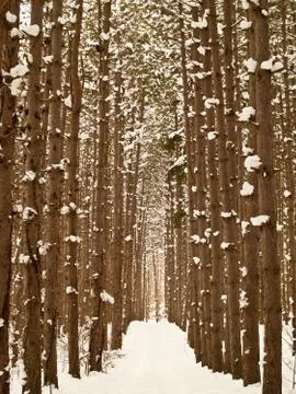 Winter trail Stock Photos