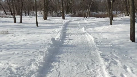 Winter trail in the snow among bare trees on a sunny day Stock Footage 325183257