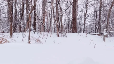 Winter Trail Walk Through Snowy Canadian Forest Stock Footage 326376742