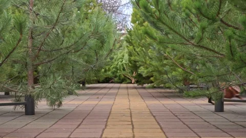 Winter training of dog in warm clothes in park runs quickly from side to side Stock Footage 311900827