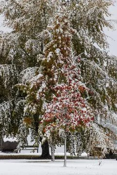 Winter transforms vibrant trees into a snowy landscape with patches of colo.. Foto stock