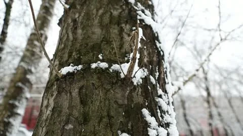 Winter tree 01 Stock Footage 21879908